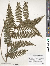 Dryopteris hondoensis image