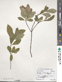 Clethra alnifolia image