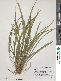 Liriope spicata image