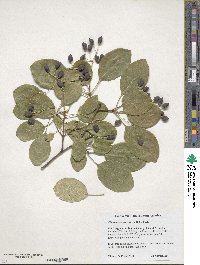 Chionanthus retusus image