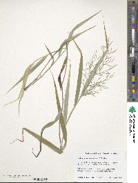 Hakonechloa macra image