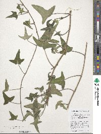 Hedera helix image