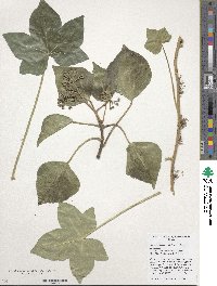 Hedera hibernica image