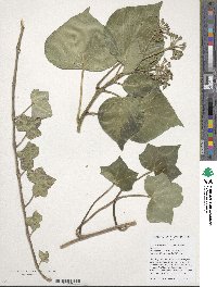 Hedera hibernica image