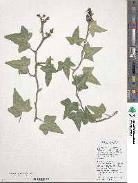 Hedera hibernica image