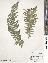 Polystichum braunii image