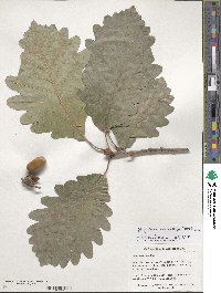 Quercus petraea subsp. polycarpa image