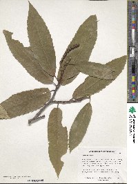 Castanea sativa image