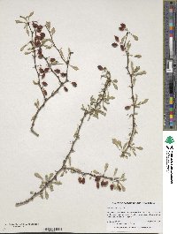 Berberis thunbergii image