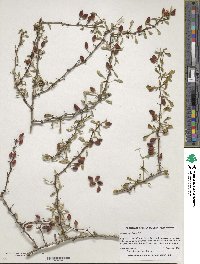 Berberis thunbergii image