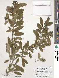 Ligustrum obtusifolium image