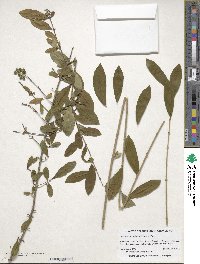 Ligustrum obtusifolium image