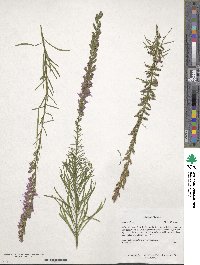 Liatris pilosa image