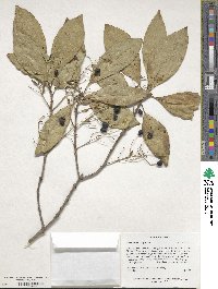 Chionanthus virginicus image