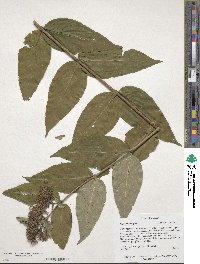 Diervilla sessilifolia image