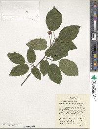 Amelanchier arborea image