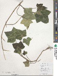 Hedera helix image