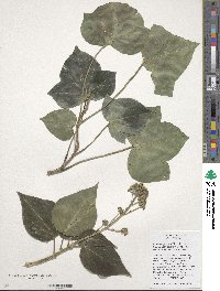 Hedera algeriensis image