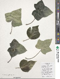 Hedera algeriensis image