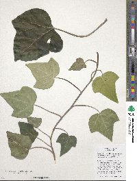 Hedera algeriensis image