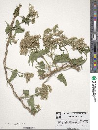 Mikania scandens image