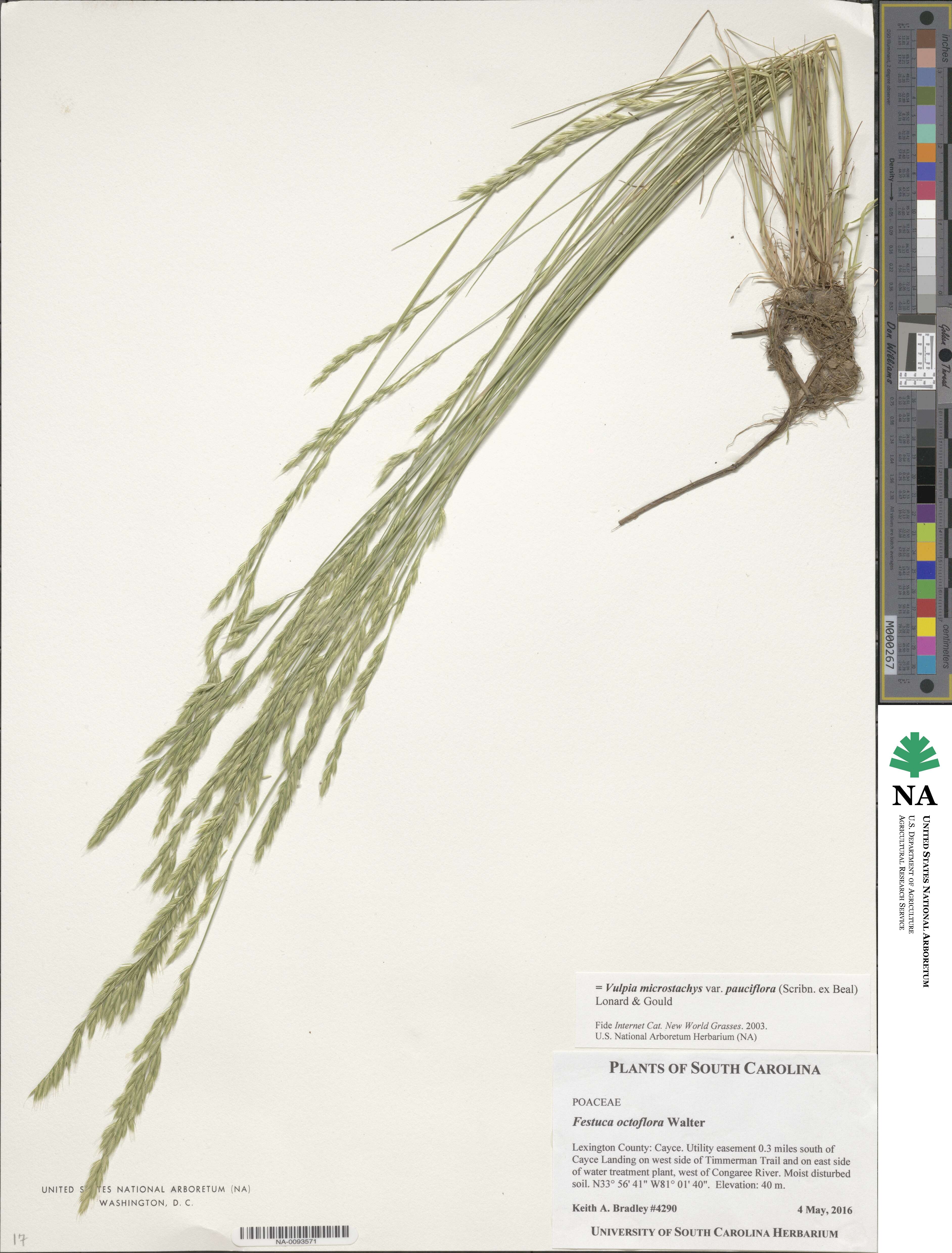 Festuca octoflora image