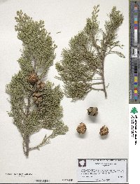 Cupressus sempervirens image