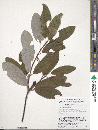 Magnolia virginiana image