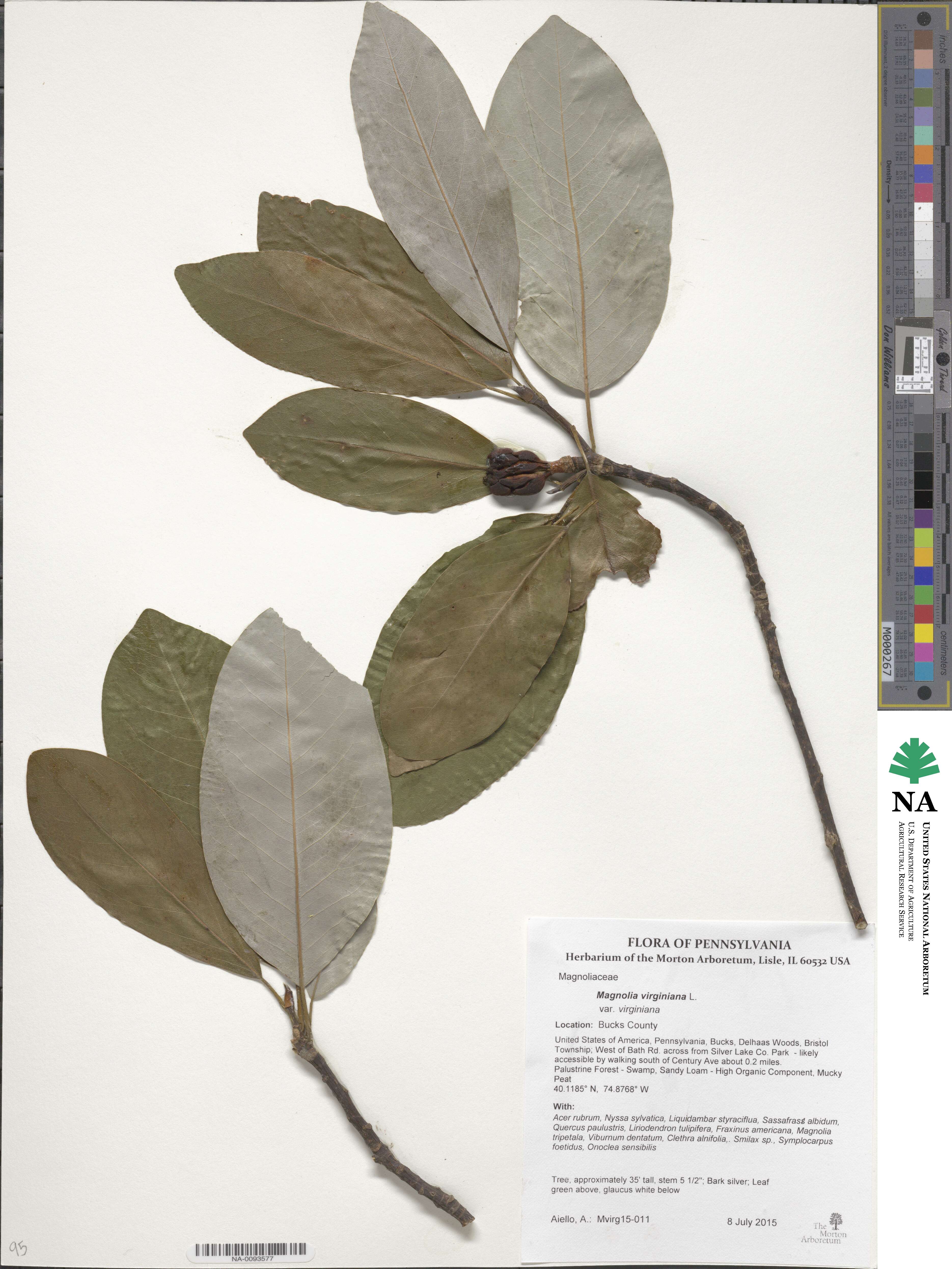 Magnolia virginiana image