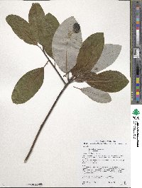 Magnolia virginiana image