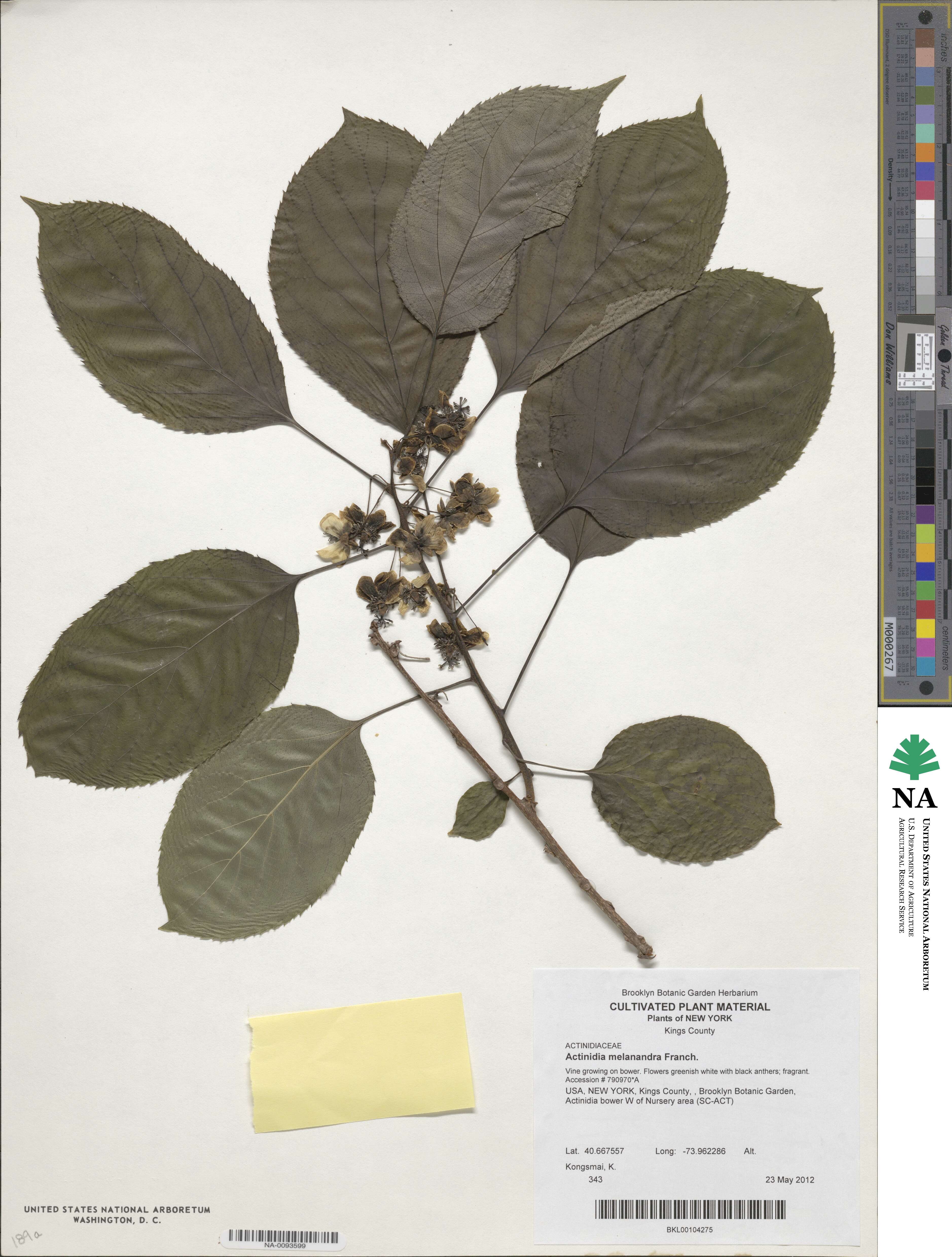 Actinidia melanandra image