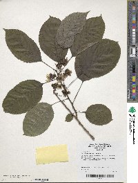 Actinidia melanandra image