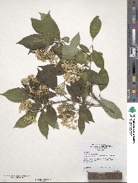 Cornus racemosa image