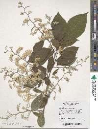 Pterostyrax hispidus image