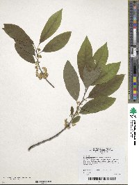 Ilex amelanchier image