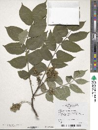 Image of Phellodendron chinense