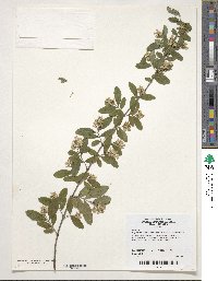 Ligustrum obtusifolium image