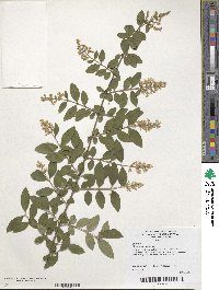 Ligustrum vulgare image