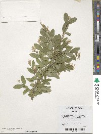 Ligustrum amurense image