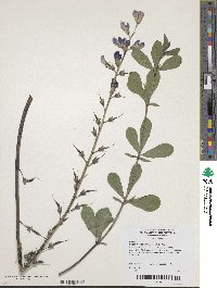 Baptisia australis image