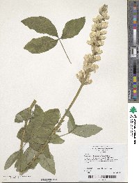 Image of Thermopsis villosa