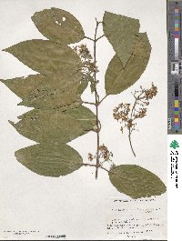 Banisteriopsis caapi image