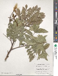 Wallaceodendron celebicum image