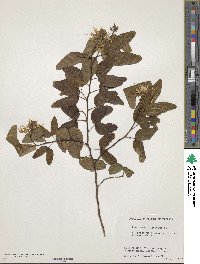 Bauhinia divaricata image