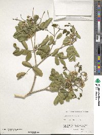 Image of Guaiacum officinale