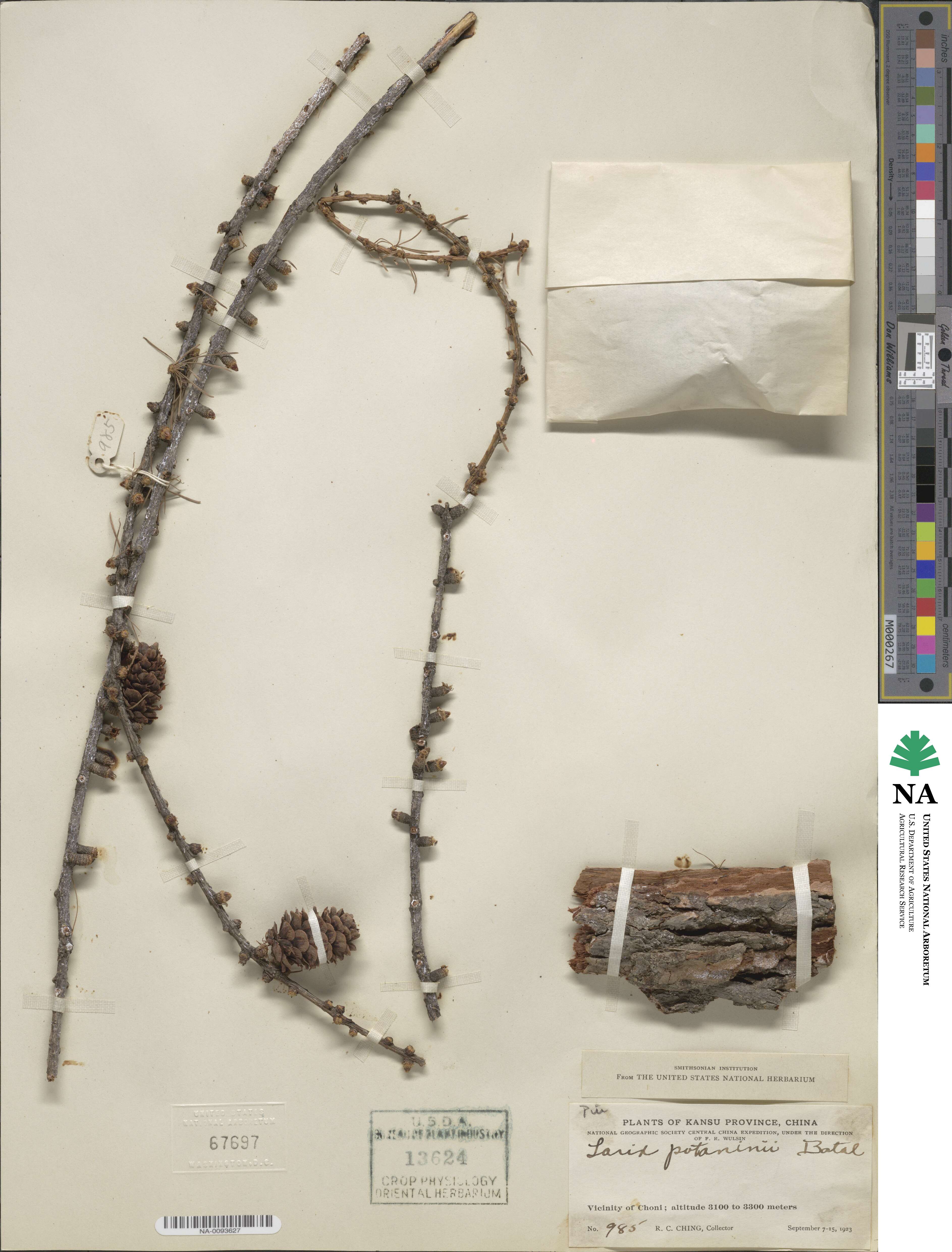Larix potaninii image