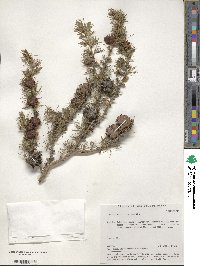 Larix sibirica image