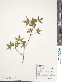 Acer truncatum image