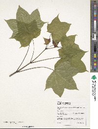 Acer pictum subsp. mayrii image