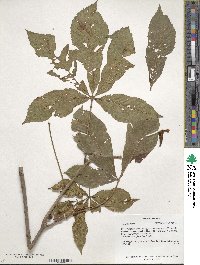 Aesculus pavia image